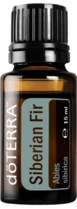 Siberian Fir (Sibirische Tanne)