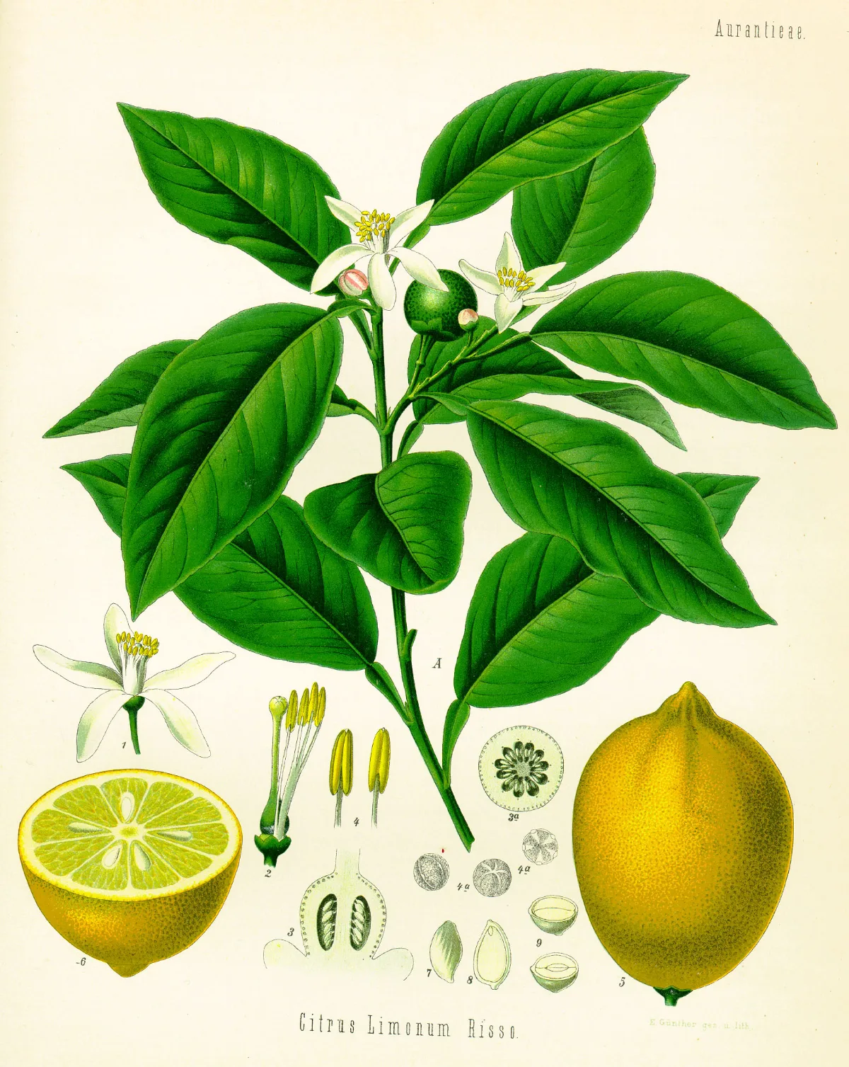 Botanical plate of Citrus limonum showing fruit, leaves and blossom, from Köhler’s Medizinal-Pflanzen