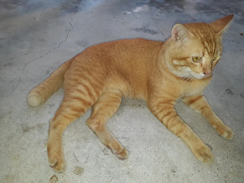 A yellow tabby cat lying stretched out on a hard floor indoors